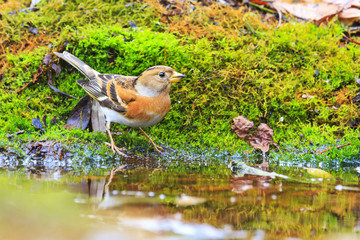 wild bird drinking water on a forest lake