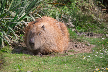 Cabia&iuml; couch&eacute;