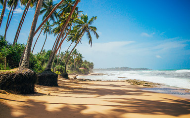 Palm trees on the ocean, golden sand and oceanic surf, light clouds in the sky above the horizon...
