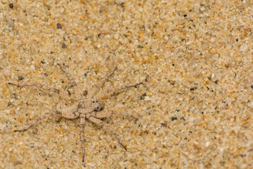 Beach Wolf Spider (Arctosa littoralis)
