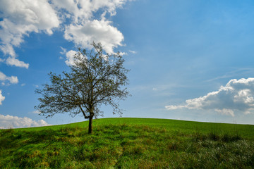 Fototapeta na wymiar lonely apple tree on green hill