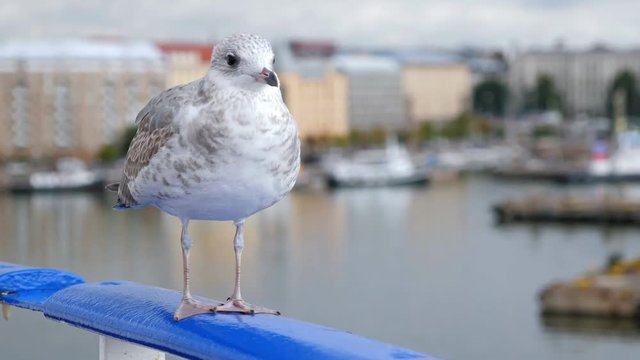 Seagull sitting on ship railing