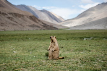 Marmot standing in area of Pangong lake