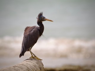 Pacific Reef Heron