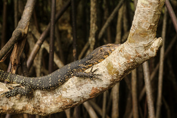 Varanus sitting on a tree branch on the river Madu Ganga, Sri Lanka, Asia