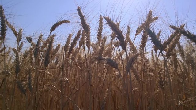 Field golden ears of wheat. Symbol of harvest, healthy food and prosperity