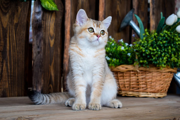 kitten cat scottish straight, lop-eared fluffy, animal