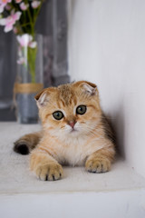 kitten cat scottish straight, lop-eared fluffy, animal