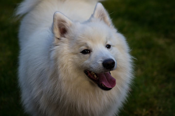 Japanese Spitz
