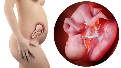 pregnant woman with visible uterus and fetus week 27
