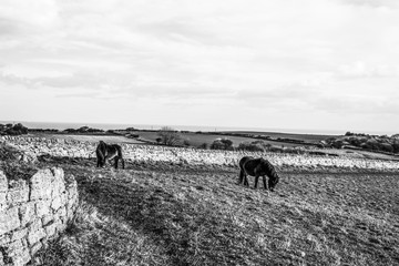 Exmoor ponies on Cleadon Hills