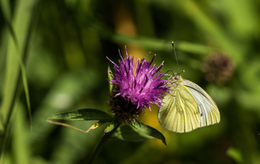 Large White Butterfly