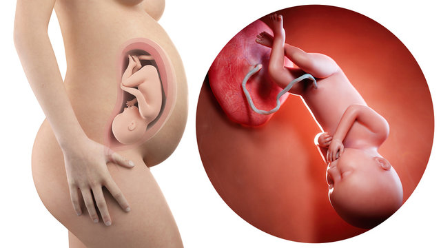 pregnant woman with visible uterus and fetus week 36