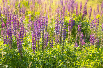 Lupine flowers in a sunny day landscape.