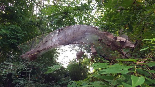 Caterpillar nest in a tree