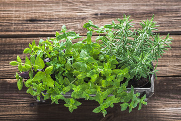 Garden herb, rosemary, basil and mint. Fresh herbs on wooden background, top view