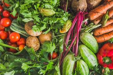 Garden produce and harvested vegetable. Farm fresh organic vegetables background.