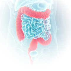 3d rendered medically accurate illustration of the colon