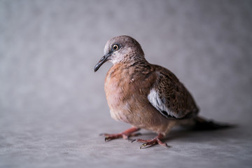 mountain dove on grey background studio set photo shoot