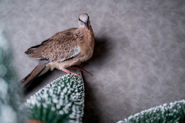 mountain dove with fake tree on grey background studio set photo shoot