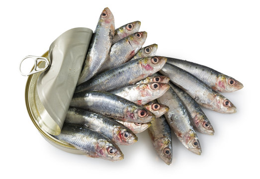 Sardinas en lata de conserva