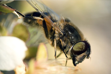 Bee close-up