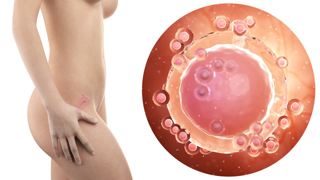pregnant woman with visible uterus and unfertilized egg cell