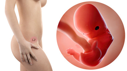 pregnant woman with visible uterus and fetus week 8