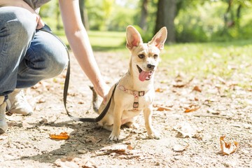 small mixed dog with big ears portrait
