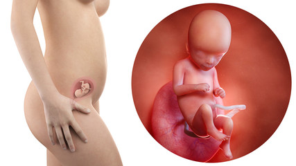 pregnant woman with visible uterus and fetus week 16