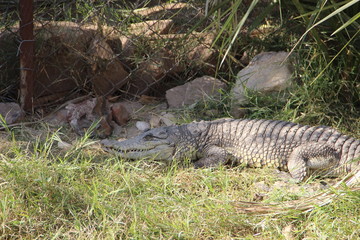Krokodil im Wald