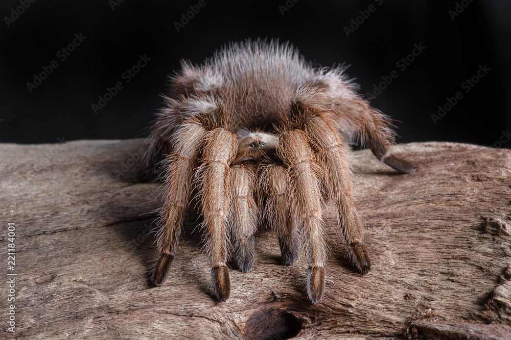 Aufkleber a close portrait of a texas brown tarantula. it is facing forward on a piece of wood. the photograph