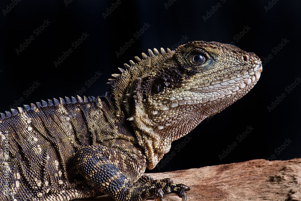 Poster very close up photograph of an australian water dragon. it shows the head and front part of the body