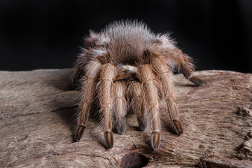 A close portrait of a texas brown tarantula. It is facing forward on a piece of wood. The photograph is set against a black background