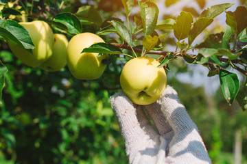 Hand picking apple fruit in organic orchard