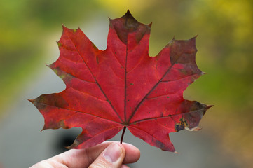 Detail of red maple leaf held in hand