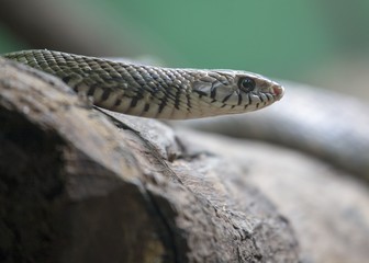 Common Indian rat snake (Ptyas mucosa)