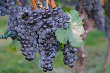 Ripe blue grapes