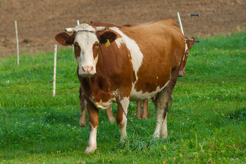 Fototapeta na wymiar Krowa na łące