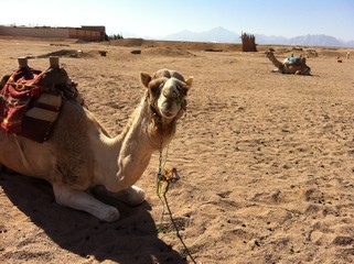 Ein neugieriges Kamel liegt in der Wüste von Ägypten