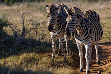 Obraz premium Two Zebras standing side by side