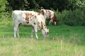 Fototapeta na wymiar Rinder und Kühe auf der Weide
