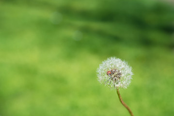 Dandelion close up