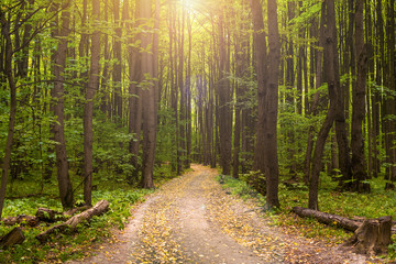 gorgeous autumn yellow forest panorama with the sun ray through trees