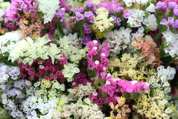 Kermek (limonium) yellow, pink and blue blooming flowers, background