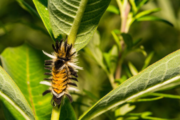 Milkweed Tussock Moth Caterpillar (Euchaetes egle)