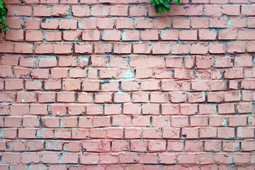 Image of Brick wall with ivy branch. 2