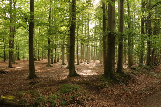 Im Stadtwald zwischen K&uuml;hlungsborn Ost und K&uuml;hlungsborn West