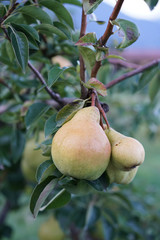 Tree ripening pears