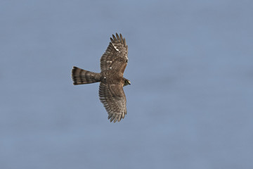 Eurasian sparrowhawk (Accipiter nisus)